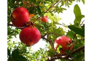 SVI 20 graines - grenadier - Punica granatum