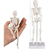 İskelet Maketi 20 cm 1 Adet Eğitim İnsan İskelet Modeli İskelet Sistemi Haraketli İskelet Anatomisi Masa&uuml;st&uuml; Taşınabilir