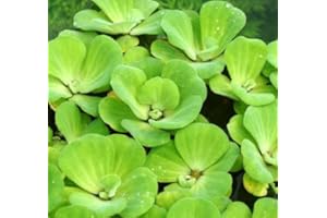 WFW WASSERFLORA Muschelblume - Wassersalat - Grüne Wasserrose/Pistia stratiotes
