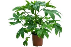 DECOALIVE Aralia Japonica Planta Natural de Interior muy Resistentes