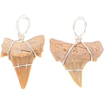 Idée cadeau – Fossiles préhistoriques fossilisés Idée cadeau – Fossiles préhistoriques fossilisés
