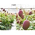 N. G. M. AGROCARE Imported Original Miyazaki Mango Unique Live Plant Eggs Of Sun (pack of 1 healthy live plant)