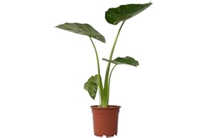 Plant in a Box - Alocasia macrorrhiza - Oreja de elefante - Maceta 17cm - Altura 60-70cm - Planta de interior - plantas verdes