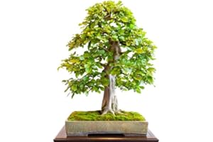 RP Seeds Carpinus betulus (Common Hornbeam) - 30 Seeds. British Native Tree.