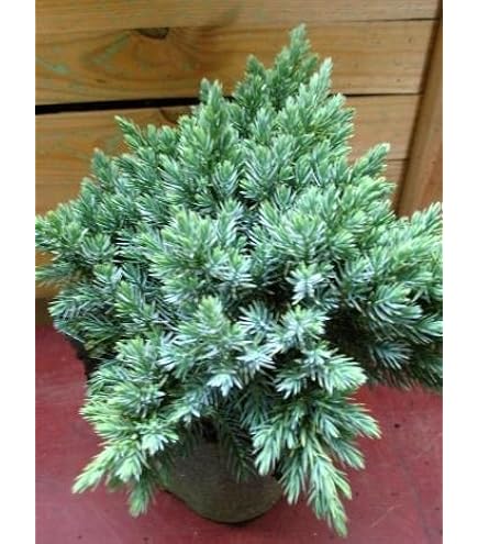 Blauer Kriechwacholder Bodenwacholder Juniperus squamata Blue carpet  Containerware 20-30 cm : Amazon.de: Garten