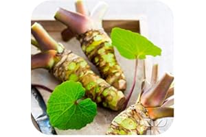 GROWTANICAL Organic Wasabi Japonica 'Mephisto Red' Plug Plants x 3 'Grow Your Own'