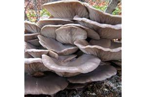PAGANO DOMENICO E FIGLI SEMENTI DAL 1954 MICELIO PER FUNGHI PLEUROTUS GR.20