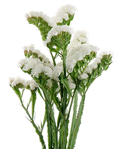 Shoopy Star White Statice - Limonium sinuatum - 105 Seeds