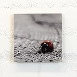 Holzbild 15x15 cm, Motiv: Eine Pause gönnen - Tiere, Käfer, Insekt, Kleintier, Marienkäfer - Holz, Wandbild, Wohndekoration, Geschenk