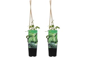 Bloomique - 2er-Set - Humulus Lupulus - Hopfenpflanze - geeignet zum Bierbrauen - Kletterpflanzen - Gartenpflanzen - winterhart - Topf 15 cm - 70-80 cm hoch