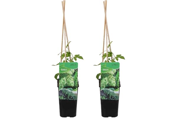 Bloomique - Lot de 2 - Humulus Lupulus - Plante de Houblon - Convient pour le brassage de la bière - Plantes grimpantes - Plantes de jardin - Rustique - Pot 15 cm - 70-80 cm de haut