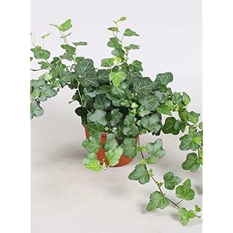 Suchergebnis auf Amazon.de für: hängende - Blumen & Pflanzen: Garten