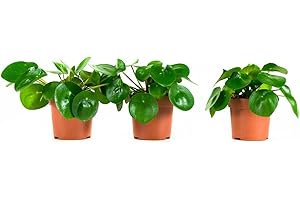 Plantes d'intérieur de Botanicly – 3 × Plante à monnaie chinoise – Hauteur: 22 cm – Pilea peperomioides