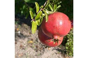 MONDOPIANTE Albero Melograno Dente Di Cavallo 100cm