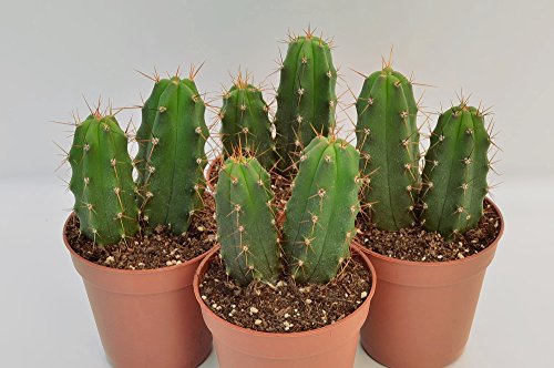 Trichocereus pachanoi (San Pedro) 8 Kakteen in vier Töpfen, höhere Pflanze je Topf ab 4,5cm