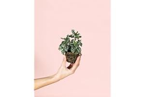 Pilea Cadierei | Mini Plantas Naturales Terrario | Pur Plant