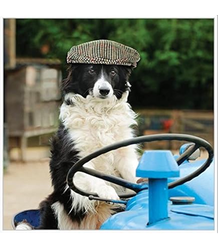 Biglietto Di Auguri Di Compleanno Con Border Collie – 145x145 Mm, Carta Spessa 350 G/m², Ecologico, Fatto In UK