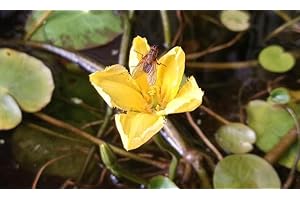 HAUS & GARTEN Haus&Garten 4 Plantas Jarra Mini-Teichrose Gran Planta Acuática Planta Estanque Ideal Para Mini Estanque Nymphoides Peltata