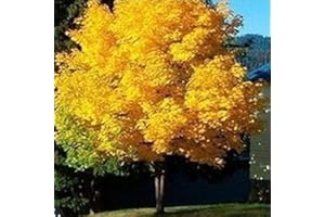 SVI 10pcs / paquet arbre d'érable jaune semences en direct des graines d'arbres d'or d'érable SeedsAndPlants Jardin Norvège bon prix bonsaï va bientôt
