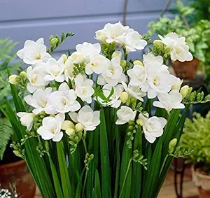 FERNSFLY IMP. Double Freesia | Freesias Excellent Quality Double Flower Bulbs for Aromatic Flowers Home indoor Outdoor Gardening Plants Flowering Bulbs (Pack Of 8, The Double White Freesia)