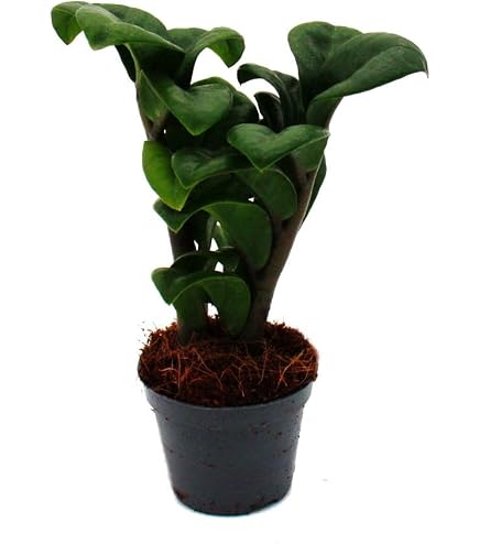Glcksfeder, (Zamioculcas zamiifolia), Zamie, Zamia Farn, Zamia Palme,  pflegeleichte Zimmerpflanze (ca. 65cm hoch im 17cm Topf) : Amazon.de: Garten