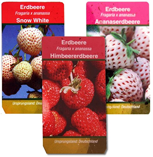 Ausgefallene Erdbeer-Sorten – 3 Pflanzen – Weisse Erdbeere“Snow White“ – Ananas-Erdbeere – Himbeer-Erdbeere - 3