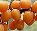 Produktbild Sea Buckthorn or Seaberry ('Hippophae Rhamnoides') - 100 Medicinal Shrub Seeds by MySeeds.Co