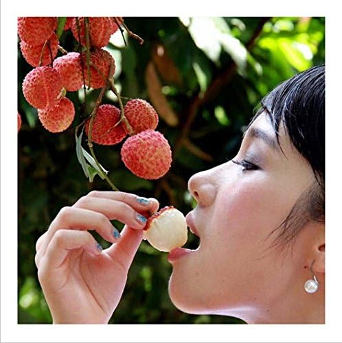 Etsynet Lychy Litchi Seeds, Leechee Fruit Tree Seeds for Home Garden Backyard - 10 particles