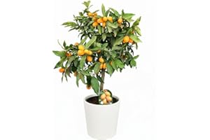 GARDEN CENTER SHOP BY VM Garden Center Shop | Kumquat en Maceta 80 cm | Naranjo Chino Fortunella Japonica | Frutal Decorativo | Ideal para Jardín, Terraza o Interior