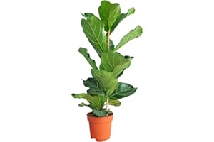 PLNTS - Ficus Lyrata (Figuier) - Plante verte - Plante d'intérieur en 21 cm Pot - Hauteur 110 cm