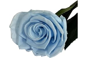 Mundo Eterno Rosa Eterna Preservada 35cm Azul Claro