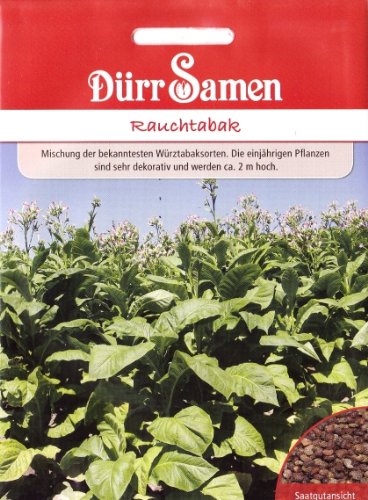 Echter Rauchtabak, Nicotiana tabacum, ca. 80 Samen