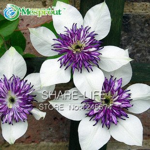 Clematis, Clematis-Blumen, Kletterpflanze Kletterpflanze Clematis Samen - 100 Stück Samen / bag
