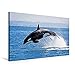 Produktbild Premium Textil-Leinwand 75 cm x 50 cm quer, I believe I can fly – Orca zeigt einen akrobatischen Sprung | Wandbild, Bild auf Keilrahmen, Fertigbild Schwertwal (Orcinus orca) (CALVENDO Tiere)