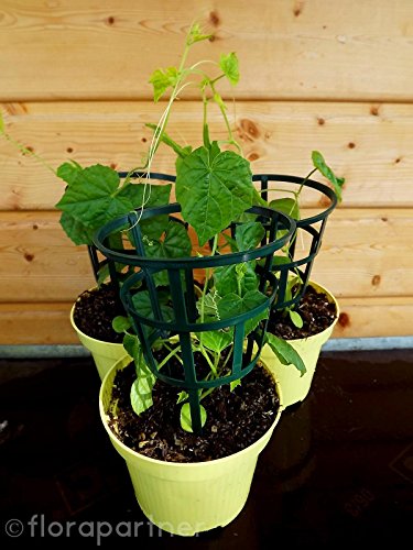 Mexikanische Minigurke Melothria scabra Gemüse Pflanze 2stk.