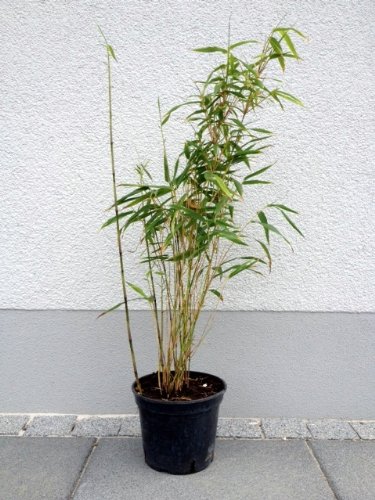 6 x Bambus Pflanze Fargesia rufa ca. 40 cm -jetzt mehr Erholung im Garten erleben! - 2