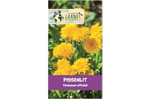 PLANETE GRAINES 700 graines de Pissenlit Sauvage, taraxacum Officinal - Dandelion