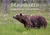 Braunbären - pelzige Riesen in Finnlands Wäldern (Wandkalender 2019 DIN A2 quer): Einblicke in das Lebens eines der grössten Säugetiere Europas (Monatskalender, 14 Seiten ) (CALVENDO Tiere) by 