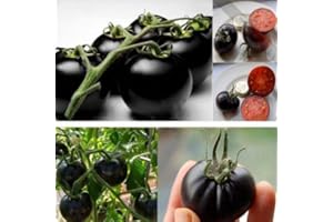 GEOPONICS GRAINES: Rare Tomate cerise noire Heirloom russe légumes 30pcs parfait