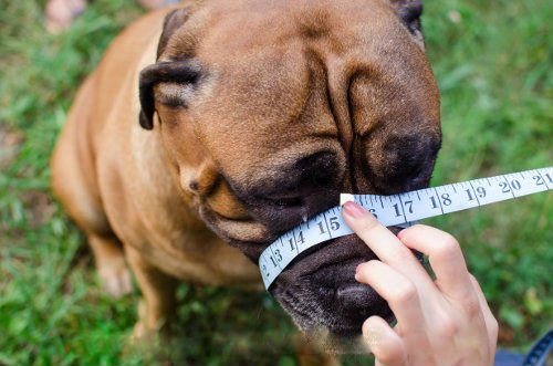 Light-leather-Dog-Muzzle-for-Dogue-de-Bordeaux-and-Bullmastiff-and-Other