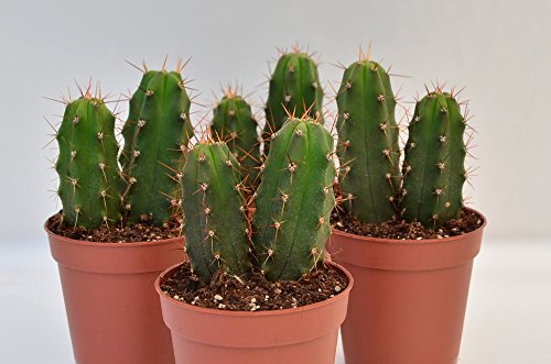 Trichocereus pachanoi (San Pedro) 8 Kakteen in vier Töpfen, höhere Pflanze je Topf ab 4,5cm - 2