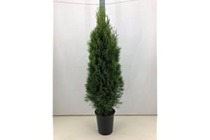 PFLANZHITS IHR PFLANZENPARTNER Thuja Emerald 120-150 cm in Pot Tree of Life Hedge Plants Evergreen