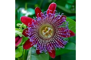 Passiflora Quadrangularis pianta rampicante in vaso ø9 cm Vivaio di Castelletto