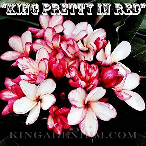 Preisvergleich Produktbild GEOPONICS Achimenes - Cloud Maker - 2 RHIZOM -New VARIY