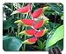 Produktbild The pyramids display gardens 02 Mouse Pad, Mousepad (Flowers Mouse Pad)