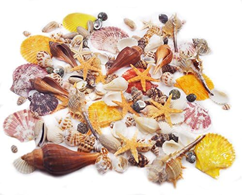 100PCS Sea Shells Mixed Ocean Beach Seashells-Natural Colorful Seashells Starfish Perfect for Vase Fillers,Wedding Decor Beach Theme Party , Home Decorations,DIY Crafts, Fish Tank,Candle Making