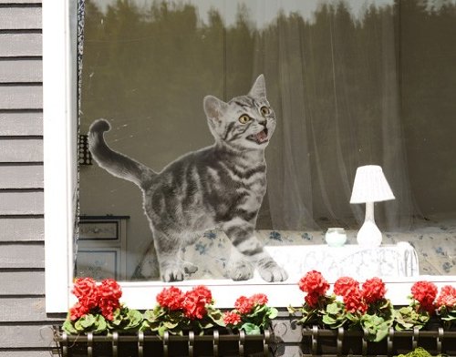 Fenstersticker No.132 Miez tier haustier katze baby süß Fenstersticker Fensterfolie Fenstertattoo Fensterbild Fenster-Deko Fensteraufkleber Fensterdekoration Glas-Sticker Größe: 30cm x 27cm