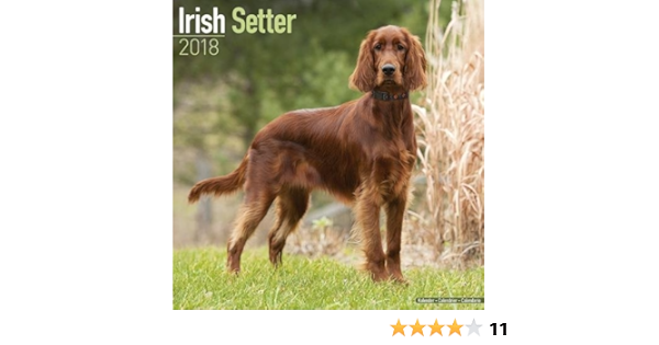 irish setter amazon