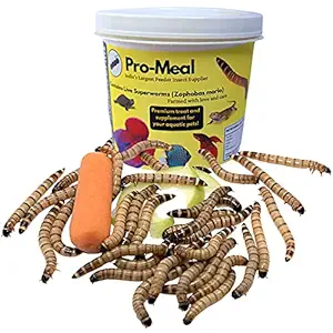 Pro-Meal Live Larvae Big Size Superworms - High Protien Treat Food for Aquarium Fishes Like Arowana, Flowerhorn and Birds, Reptiles, Monkeys and Other Pets (100 Larvae)