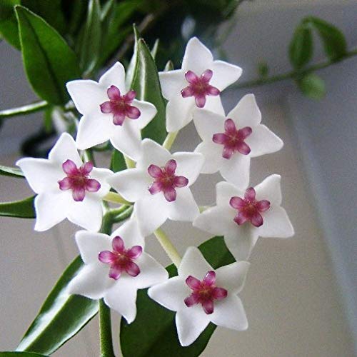 Vivai Le Georgiche HOYA BELLA